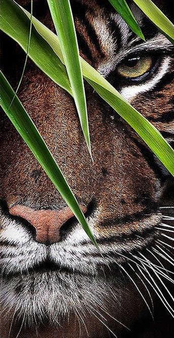 Tiger Leaf 30x60 - SALE! - Diamond Art Dezigns